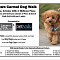 Midtown Carmel Dog Walk, Sat., Oct 10th, 2-4pm